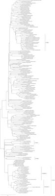 Genome sequencing and analysis of the raccoon variant rabies lyssaviruses directly from clinical samples, Connecticut, 2017–2019